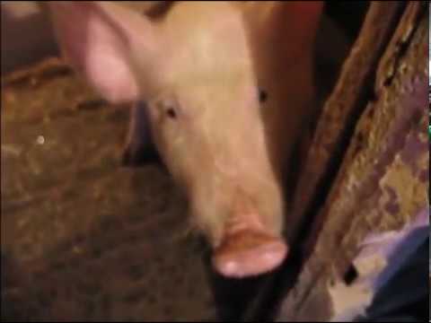 Piglets cough: causes