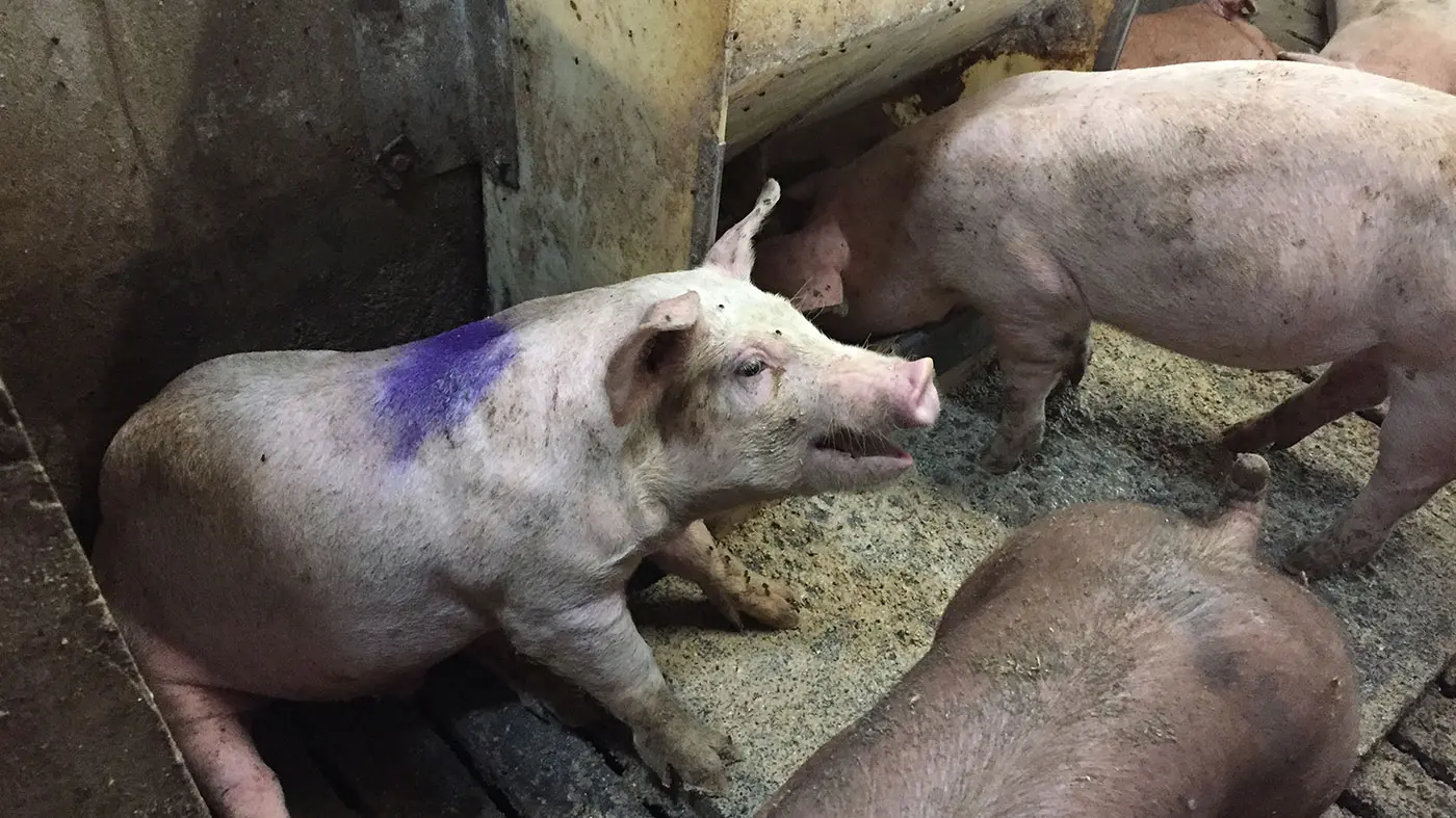 Piglets cough: causes