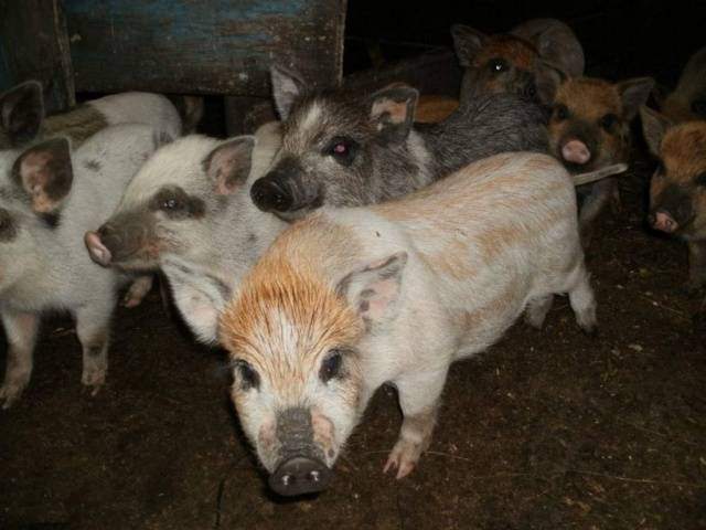 Piglets Karmaly: care and feeding