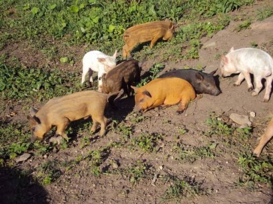 Piglets Karmaly: care and feeding