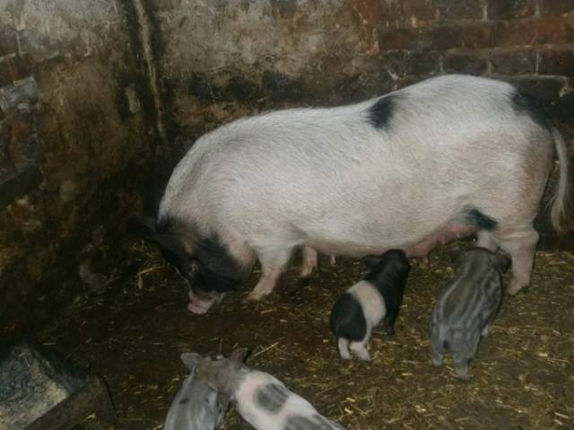 Piglets Karmaly: care and feeding