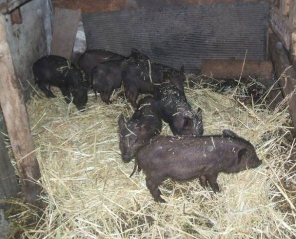 Piglets Karmaly: care and feeding