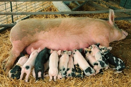 Pigs and piglets do not eat well and do not grow: what to do