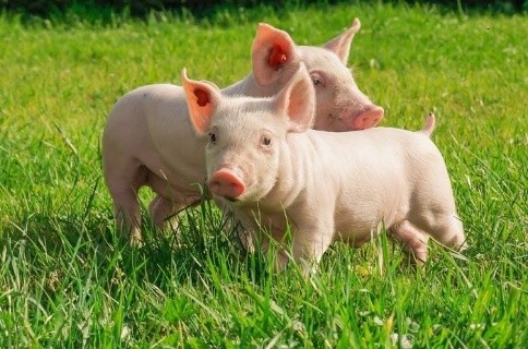 Pigs and piglets do not eat well and do not grow: what to do