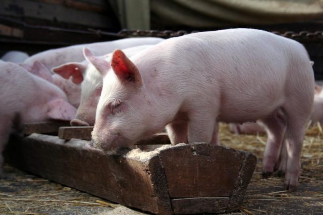 Pigs and piglets do not eat well and do not grow: what to do