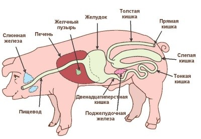 Pigs and piglets do not eat well and do not grow: what to do