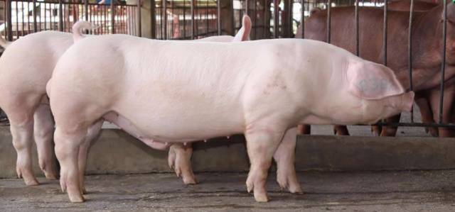 Pigs Landrace: description, maintenance and feeding 