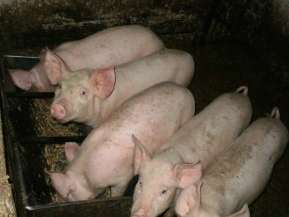 Pigs Landrace: description, maintenance and feeding 