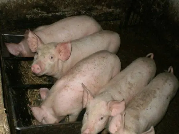 Pigs Landrace: description, maintenance and feeding 