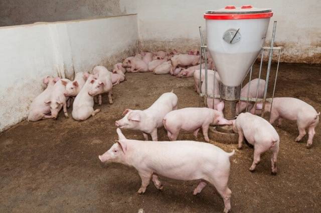 Pigs Landrace: description, maintenance and feeding 