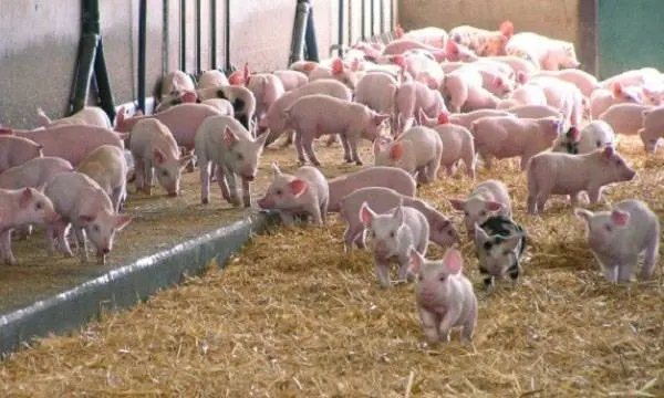 Pigs Landrace: description, maintenance and feeding 