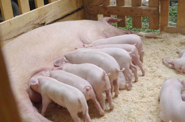 Pigs Landrace: description, maintenance and feeding 