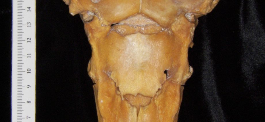 Pig&#8217;s sacrum