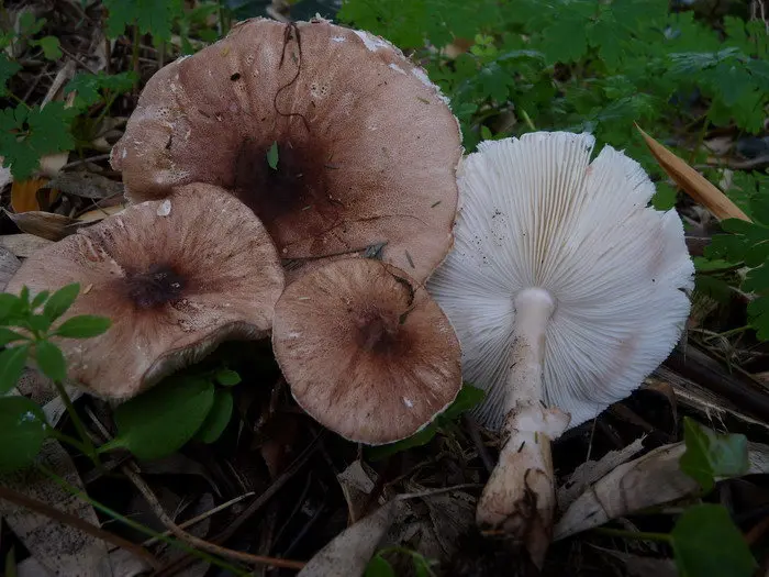 Pilats white-carrier (Leucoagaricus pilatianus) photo and description