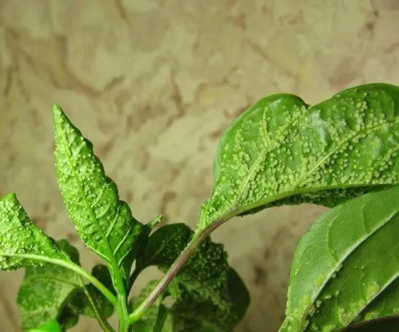 Pimples appeared on the leaves of pepper: white, small, green