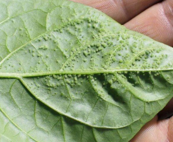 Pimples appeared on the leaves of pepper: white, small, green