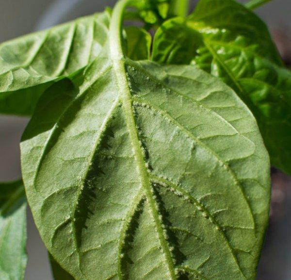 Pimples appeared on the leaves of pepper: white, small, green