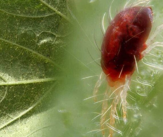 Pimples appeared on the leaves of pepper: white, small, green