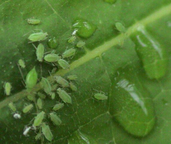 Pimples appeared on the leaves of pepper: white, small, green