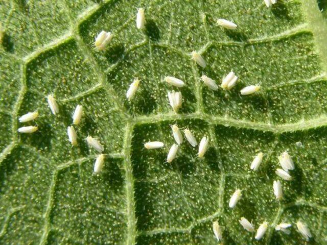 Pimples appeared on the leaves of pepper: white, small, green