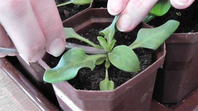 Pinching petunias: step by step photo