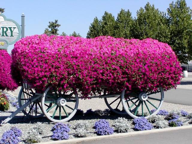 Pinching petunias: step by step photo