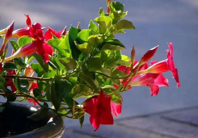 Pinching petunias: step by step photo