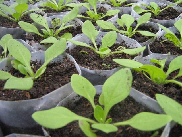 Pinching petunias: step by step photo