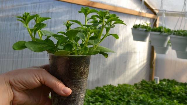 Pinching petunias: step by step photo