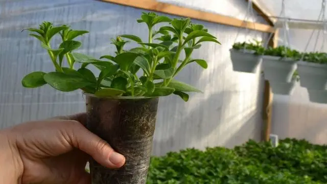 Pinching petunias: step by step photo