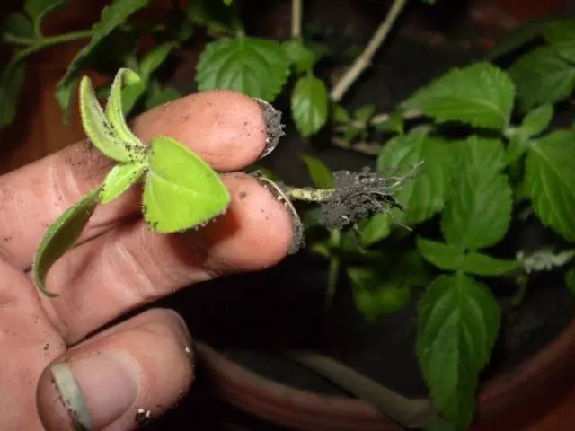 Pinching petunias: step by step photo