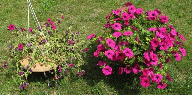 Pinching petunias: step by step photo