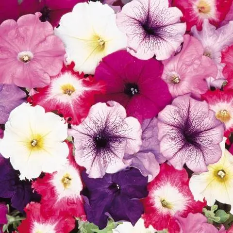 Pinching petunias: step by step photo