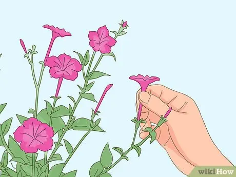 Pinching petunias: step by step photo