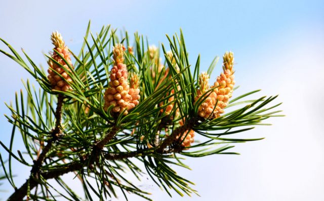 pine buds