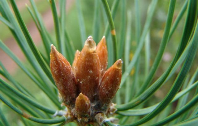 pine buds