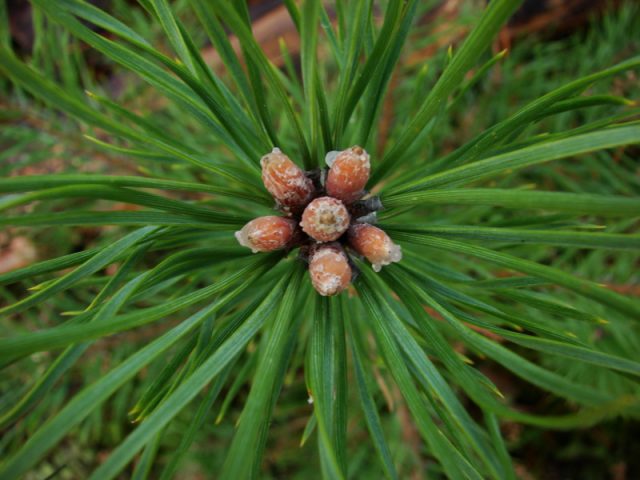 pine buds