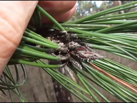 pine buds