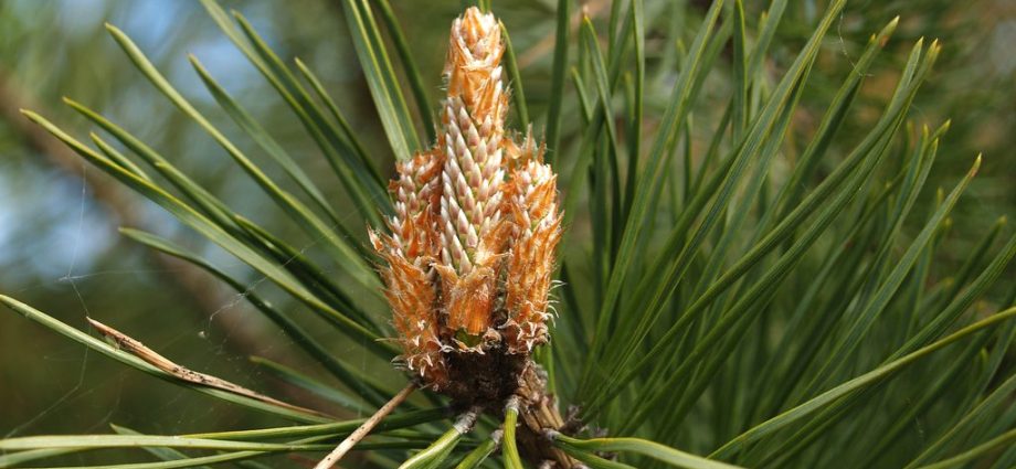 pine buds