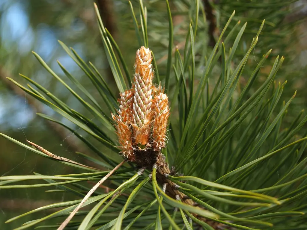 pine buds