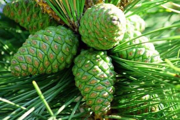 Pine Cone Jam Recipes