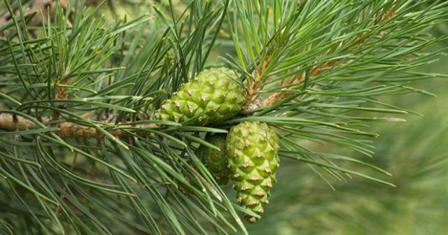 Pine cone tincture