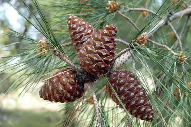 Pine cone tincture