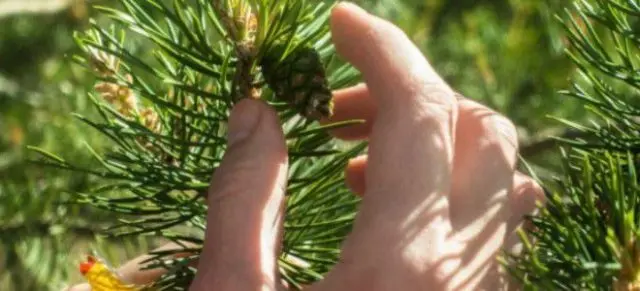 Pine cone tincture