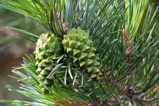 Pine cones: medicinal properties and contraindications