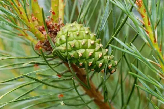 Pine cones: medicinal properties and contraindications