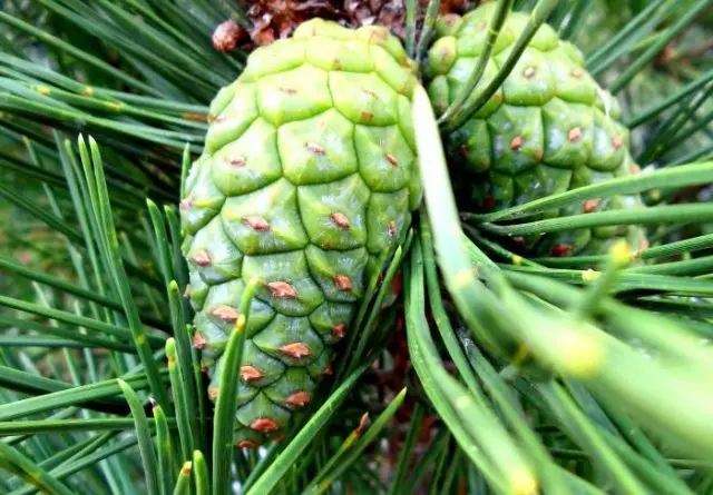 Pine cones: medicinal properties and contraindications