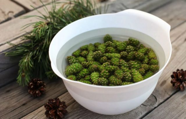 Pine cones: medicinal properties and contraindications