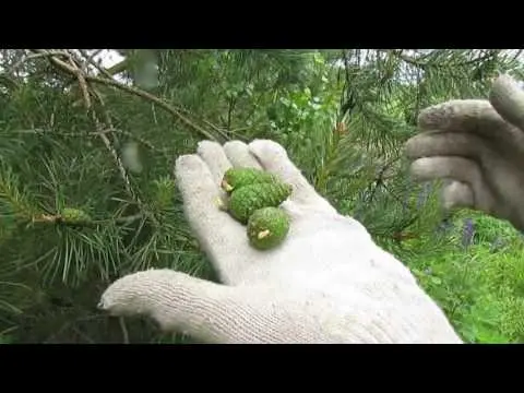 Pine cones: medicinal properties and contraindications