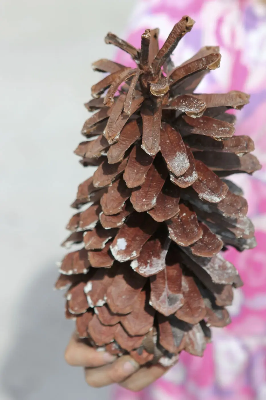 Pine cones: medicinal properties and contraindications